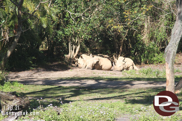 White rhinos
