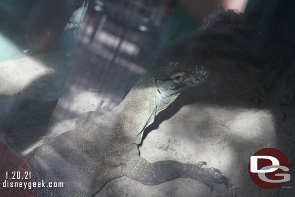 A Komodo dragon in one of the windows.