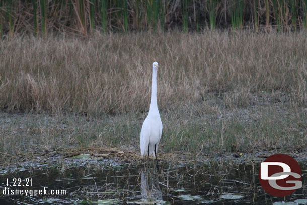 A bird watching us.