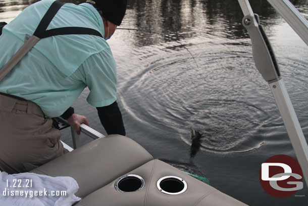 A bass being reeled in.