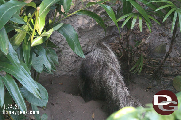 The anteater was hard at work digging.