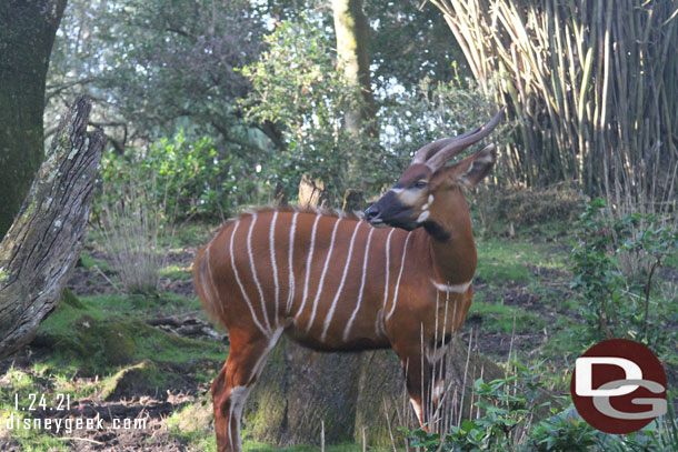 Passing a bongo