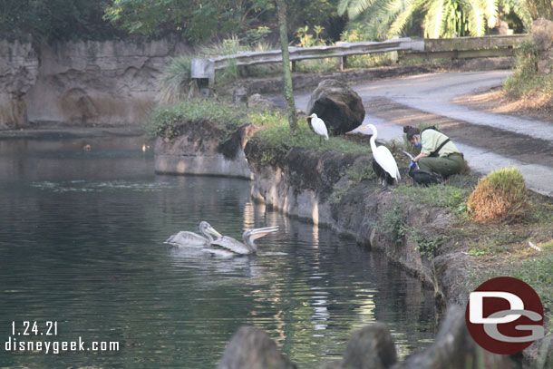 Feeding time for the pelicans