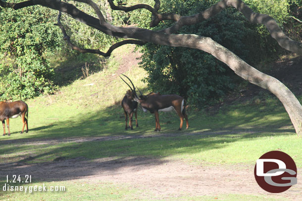 Sable Antelope