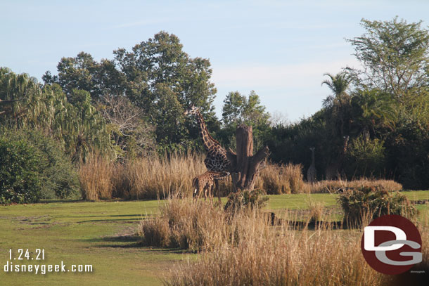 A mother and young giraffe