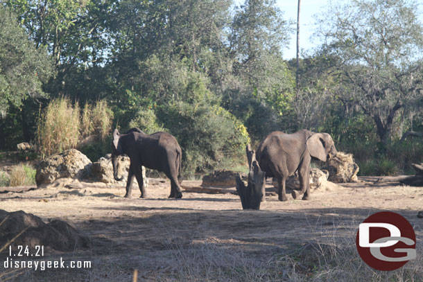 Elephants on the move