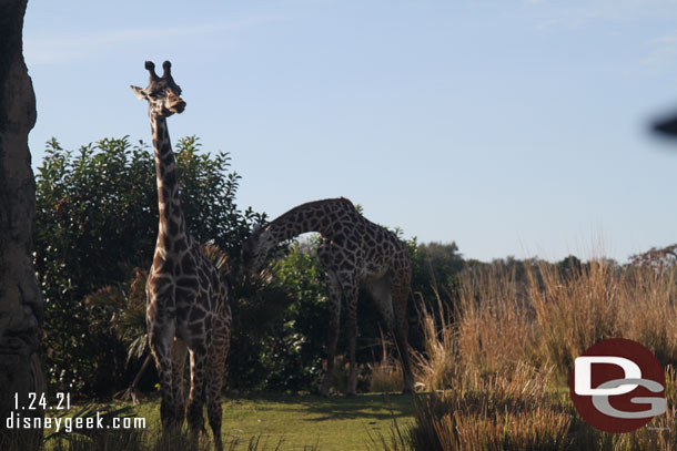 A giraffe watching our truck go by.