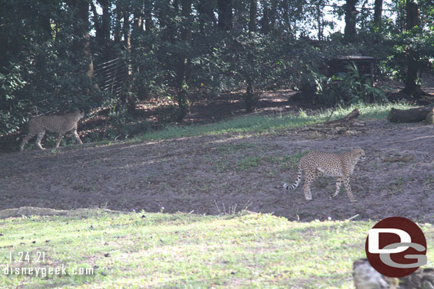 Two cheetah on the move.