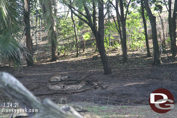 In the next are three cheetah were resting.  I do not remember ever seeing 5 cheetah out at once.