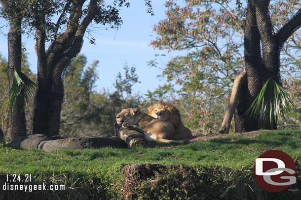 A male and female lion resting.