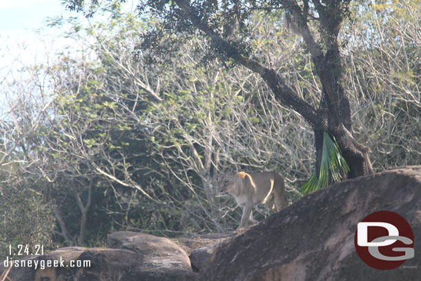 The lioness got up and went for a walk