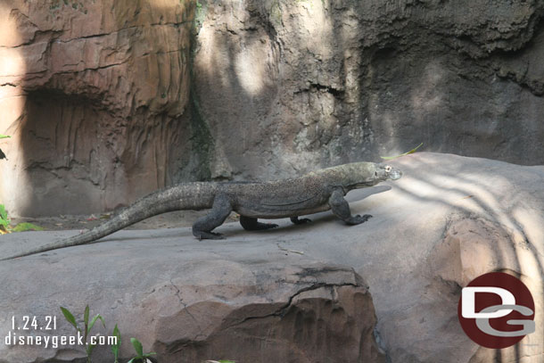 Komodo dragon on the move