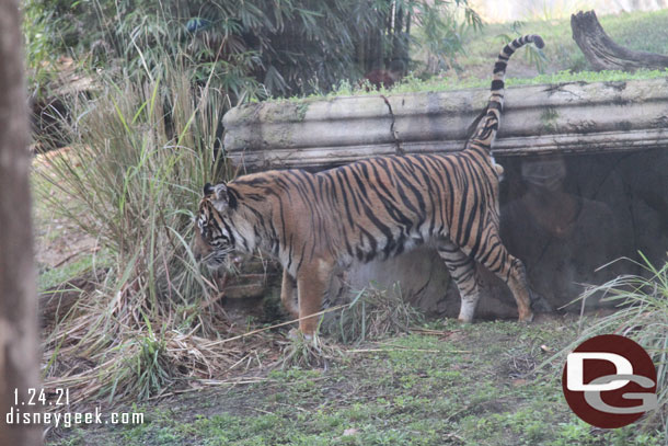 Found one tiger along the trail today only.