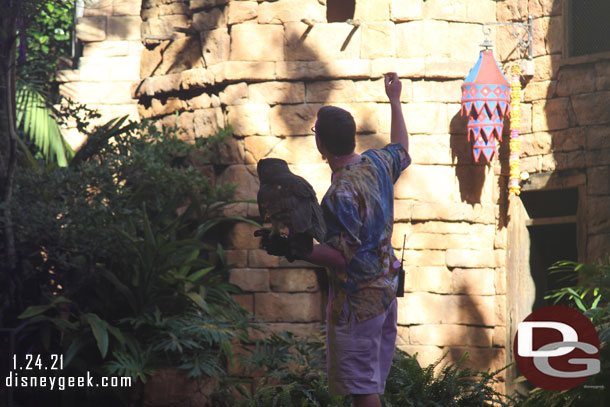 Before the show they brought out a couple birds.  Here is an owl.