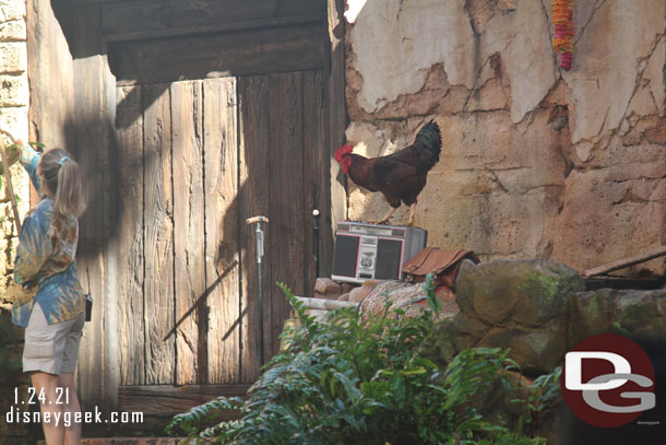 A rooster kept changing the radio station as they set up the stage.