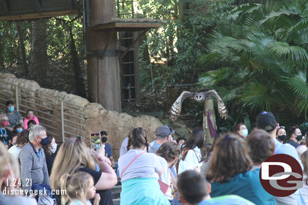 An owl in flight.