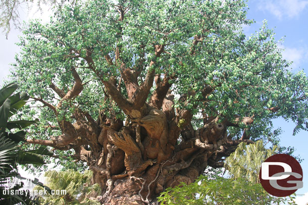 Took the trail to get closer to the Tree of Life