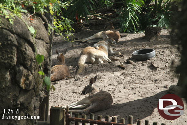 Kangaroos laying around