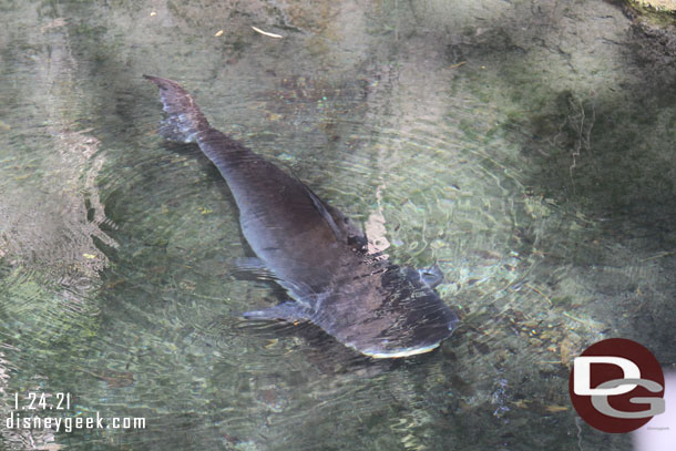 Paroon Shark Catfish