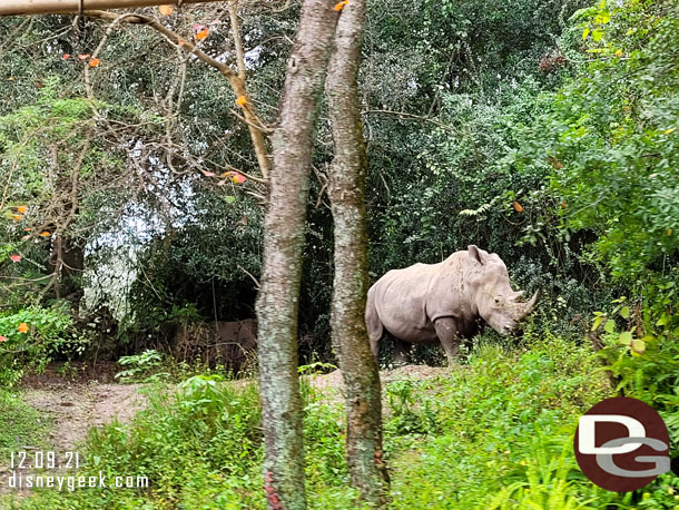 White Rhino on the move