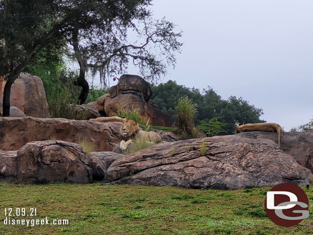 Lions hanging out on the rocks