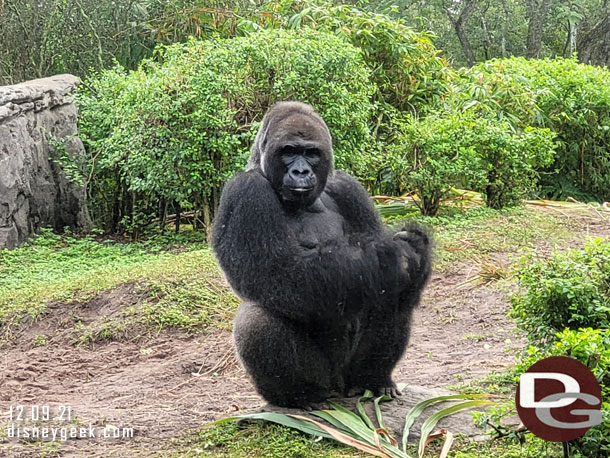 Gino, the male silver back of the family troop is over 40 years old and has been at the park since opening.