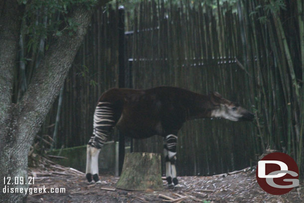 An Okapi