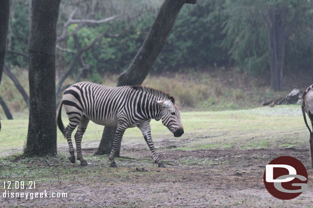 Zebra