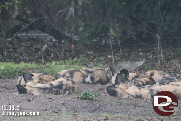 African Painted Dogs