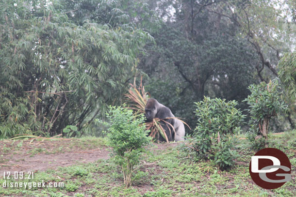 Looking over toward Gorilla Falls as I exited - A male gorilla gathering some brush 