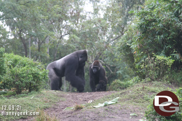 Notice the baby clinging onto the mother on the right.