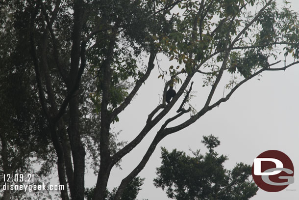 A young gorilla up in the tree playing.