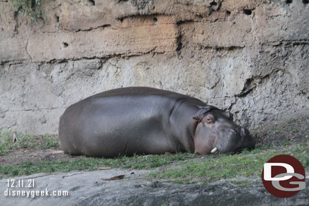 Nile Hippopotamus