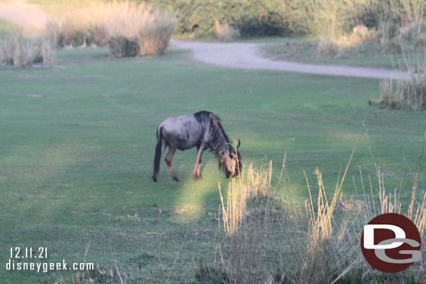 Wildebeest