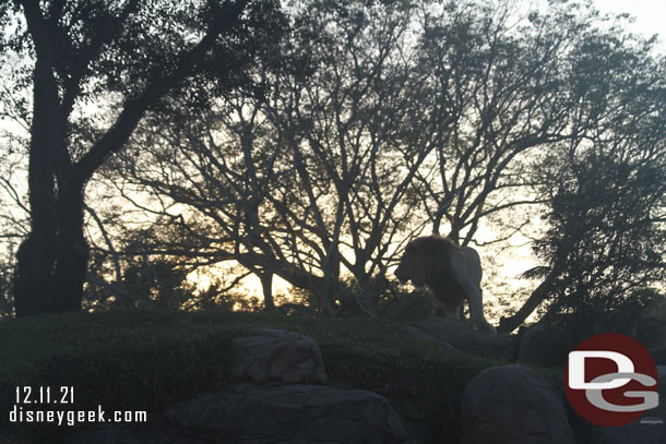 The male lion was moving about too.