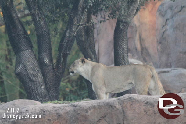 The lioness