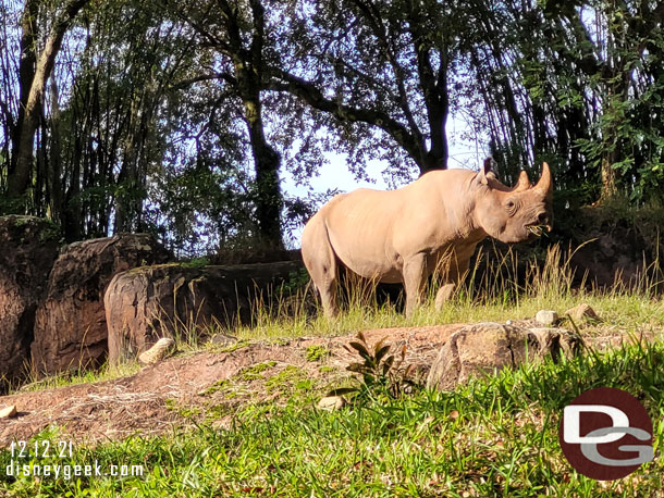 A black rhino on the ridge.