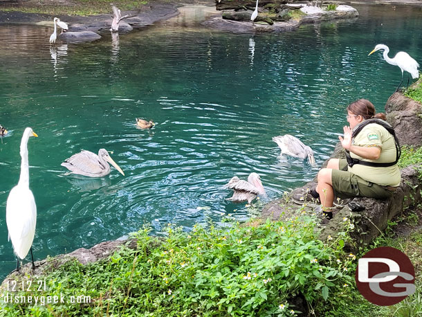 A cast member feeding the pelicans. 