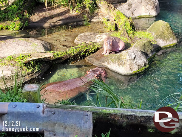 A baby hippo up on the shore this morning.