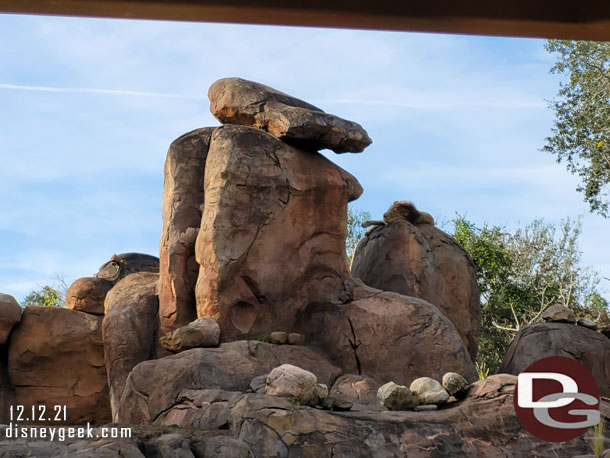 The male lion up on the rocks