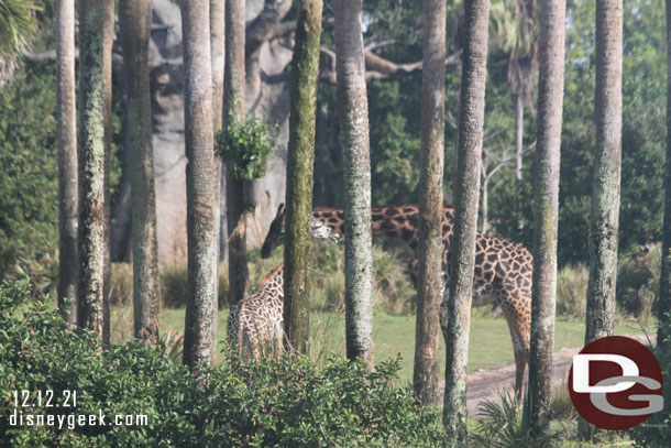 Giraffe in the trees