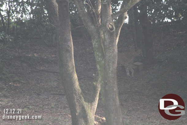 A cheetah up on the hill