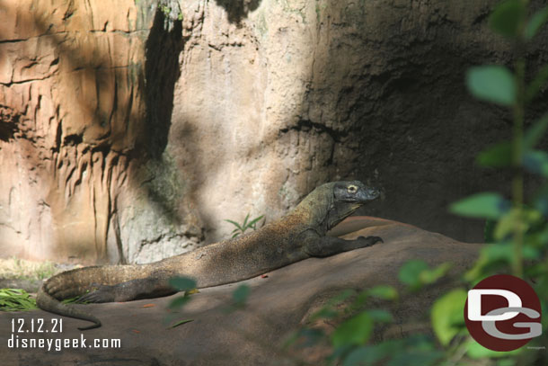 Maharajah Jungle Trek - Komodo dragon