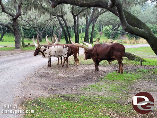 8:13am - Our Safari came to a standstill with a standoff with a herd of cattle.