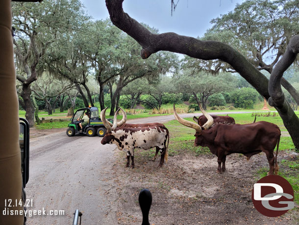 Cast members bringing out some food, the cattle were not interested in them.