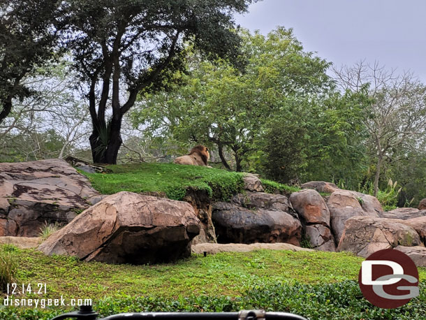 The male lion sitting on the rocks.