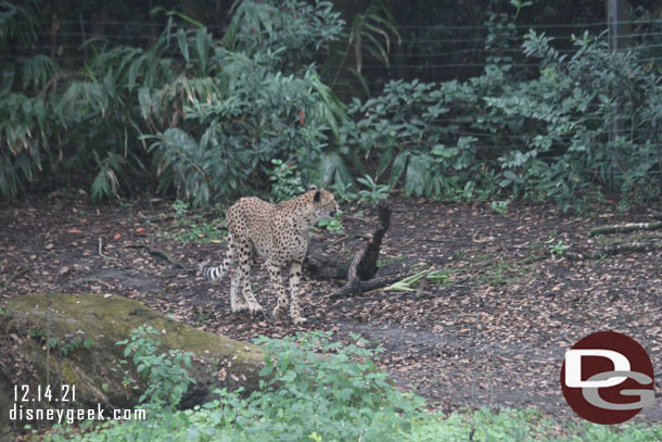 A cheetah on the move