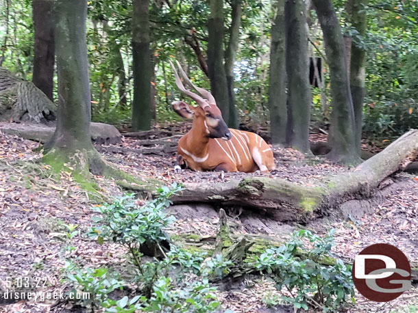 A bongo watching us drive by.