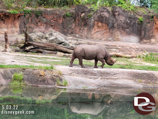 A black rhino on the move