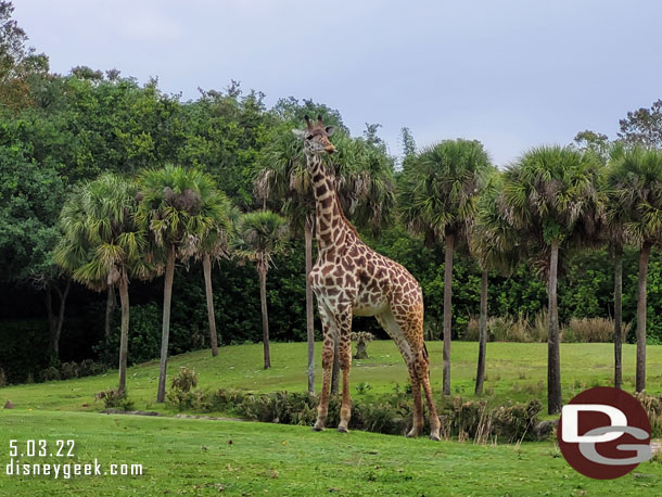 Giraffe on the savanna